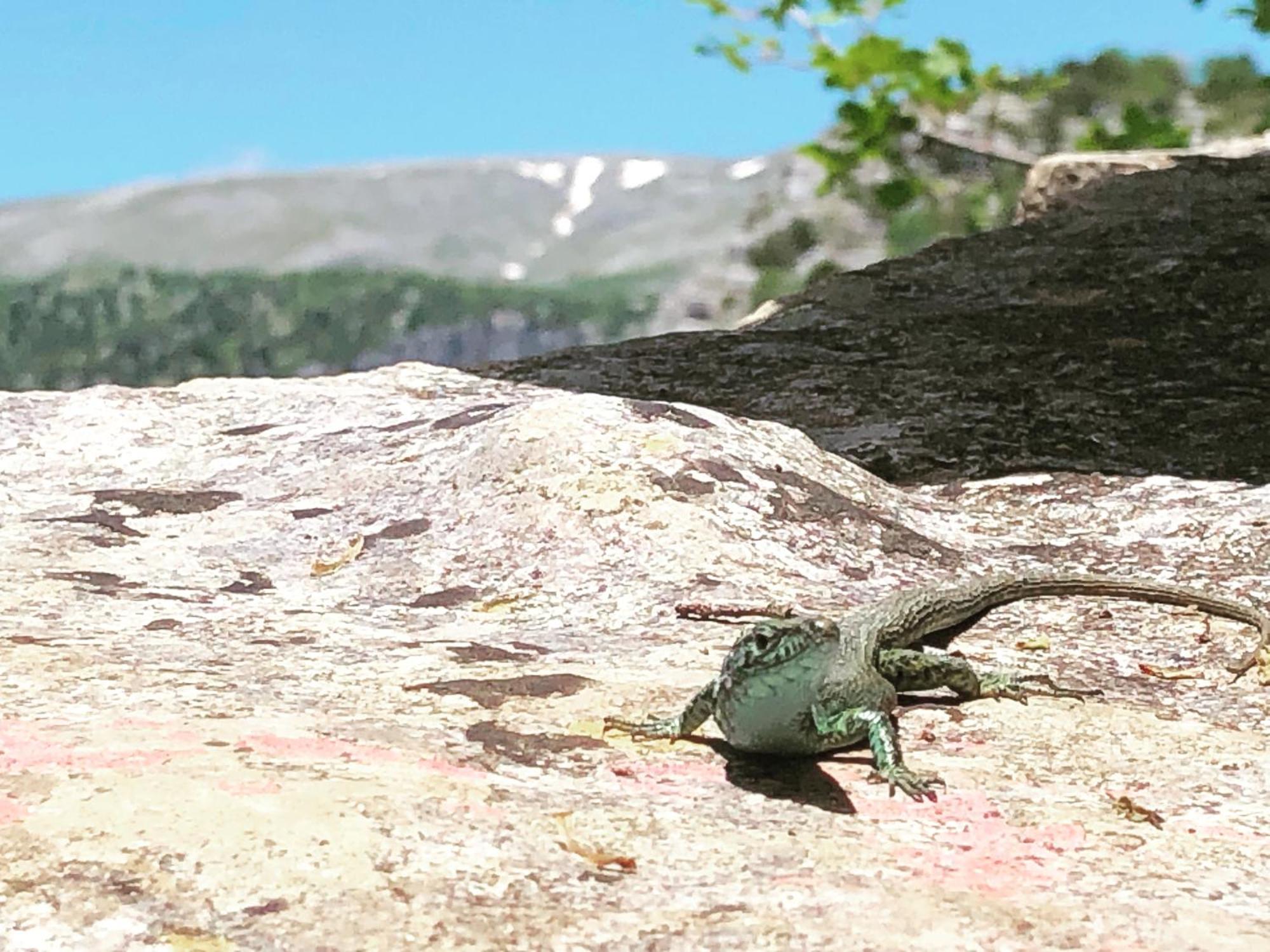 Katikia Zagori Hotel Vitsa ภายนอก รูปภาพ